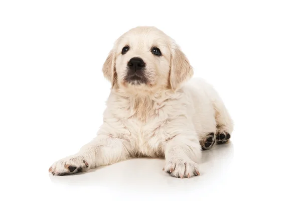 Retrato do filhote golden retriever — Fotografia de Stock