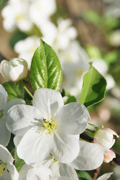 Branch blossoming apple-tree — Stock Photo, Image