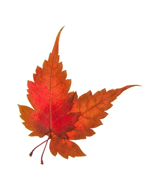 Autumn maple leaves — Stock Photo, Image