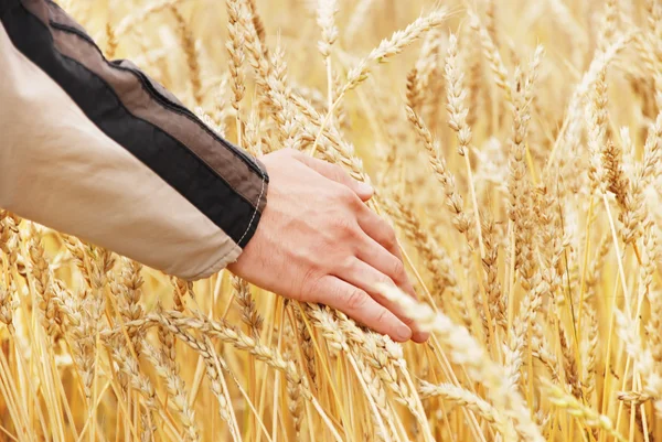 The person examines a crop wheat in a field