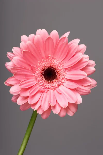 Gerbera flower