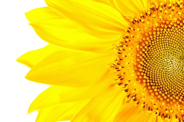 Girasole — Foto Stock