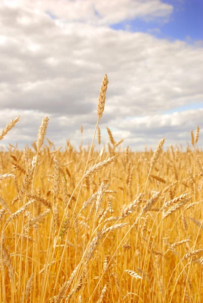 Weizenfeld — Stockfoto