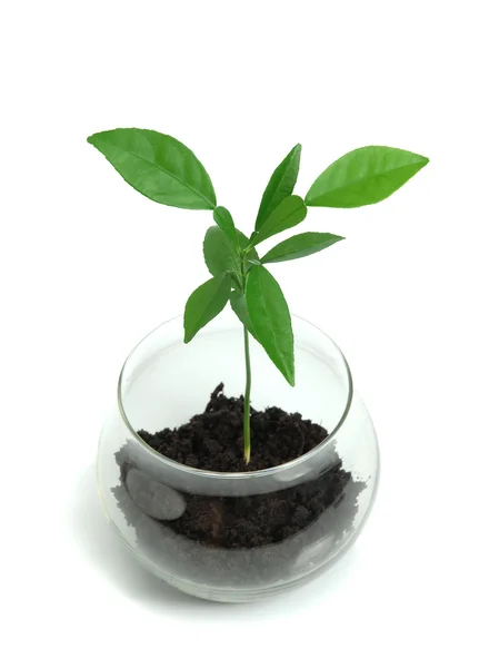 Plant in glass pot — Stock Photo, Image