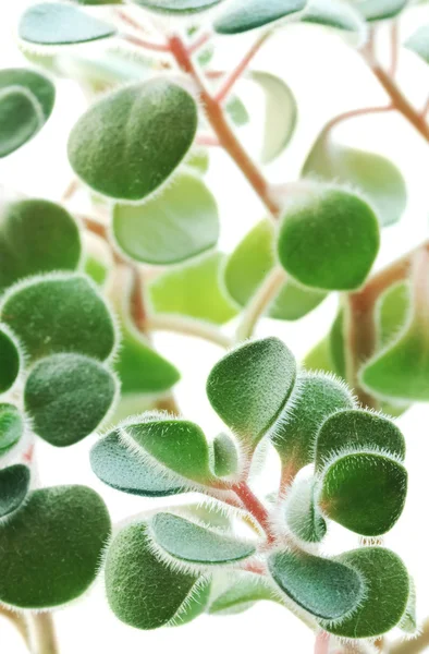 Indoor plant — Stock Photo, Image