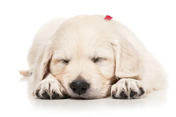 Portret van de pup gouden retriever — Stockfoto