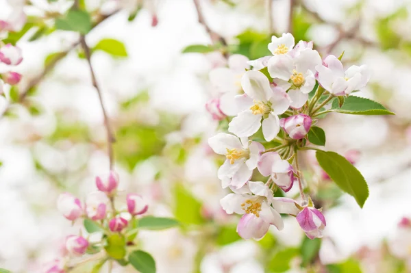 Blossoming apple-tree — Stock Photo, Image