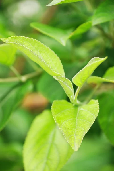 Branch with young green leafs — Stock Photo, Image