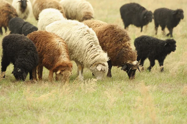 Las ovejas comen una hierba —  Fotos de Stock