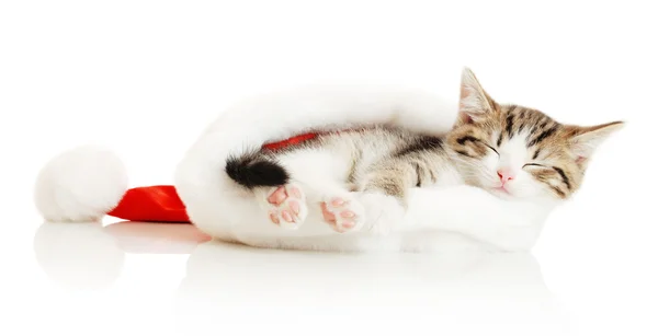 Gato en sombrero — Foto de Stock