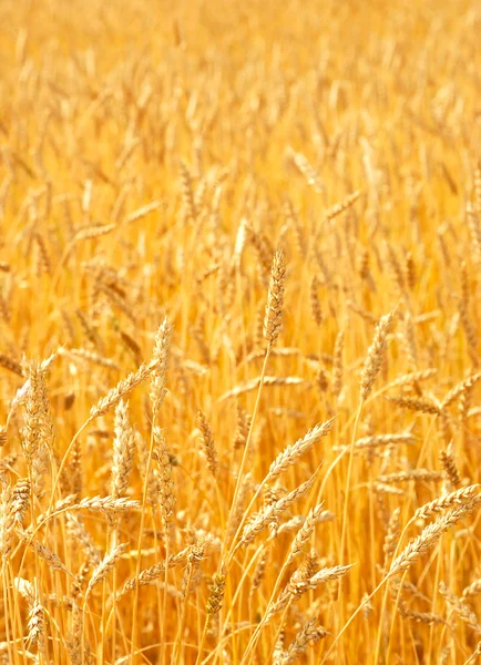 Weizenanbau — Stockfoto