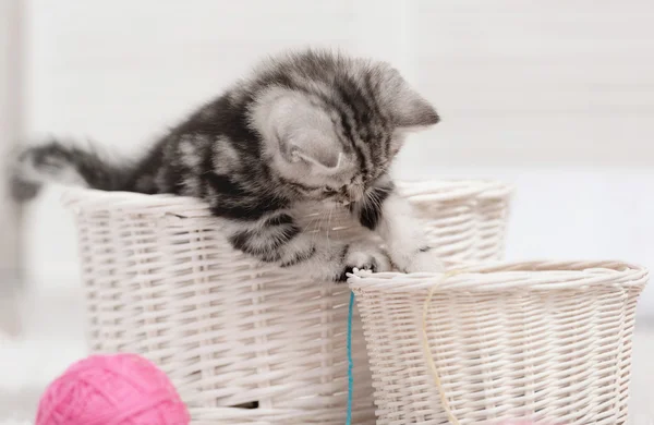 Tabby kitten — Stock Photo, Image