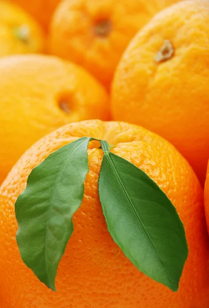 Oranges mûres — Photo
