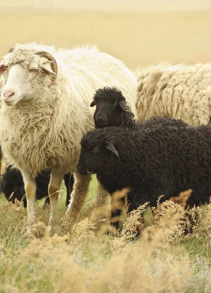 Sheeps in a meadow — Stock Photo, Image