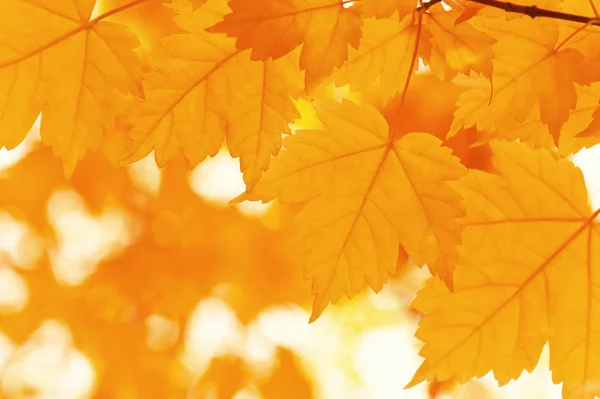 Fondo de hojas de otoño — Foto de Stock