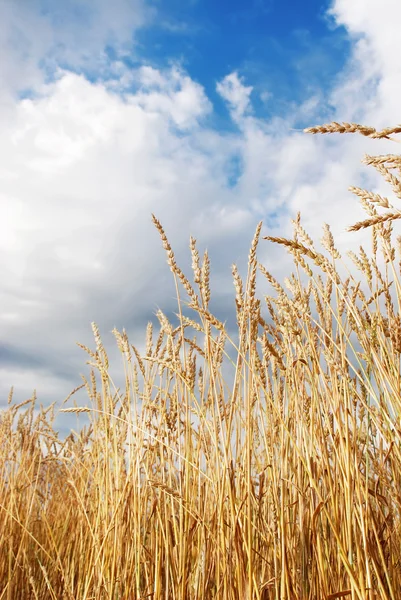 Wheat field — Stock Photo, Image