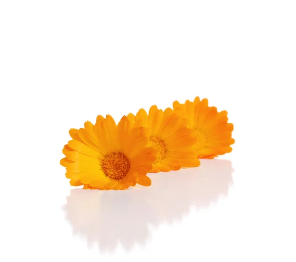 Calendula çiçekler — Stok fotoğraf