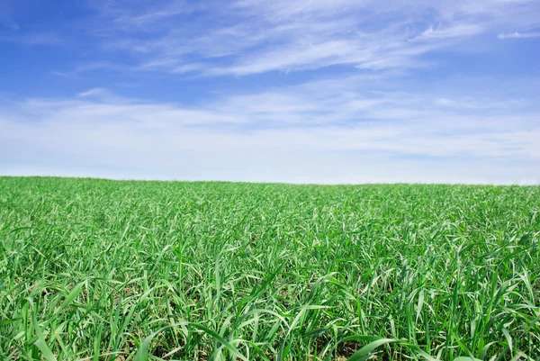 Grassy field — Stock Photo, Image