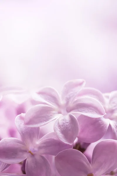 Primer plano de lila — Foto de Stock