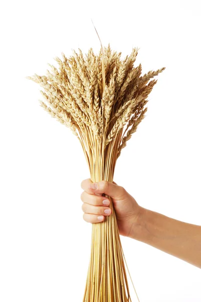 Wheat in hand — Stock Photo, Image