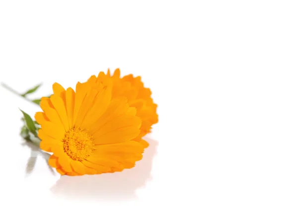 Calendula çiçekler — Stok fotoğraf