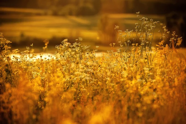 Campo de grama ao pôr do sol — Fotografia de Stock