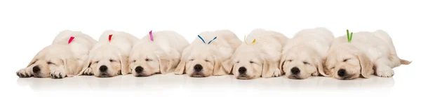 Cachorros golden retriever — Foto de Stock