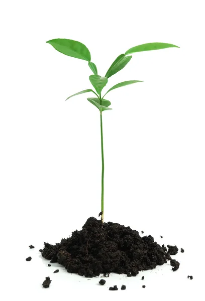 Green plant — Stock Photo, Image