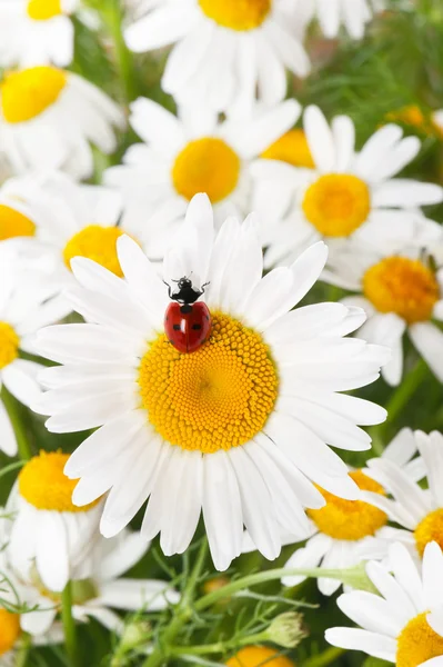 Ladybird on a camomile — Stock Photo, Image