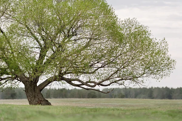 Eenzame boom — Stockfoto