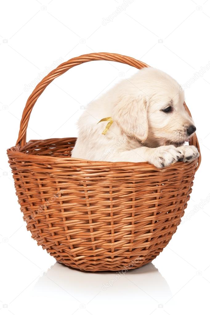 Puppy in a basket