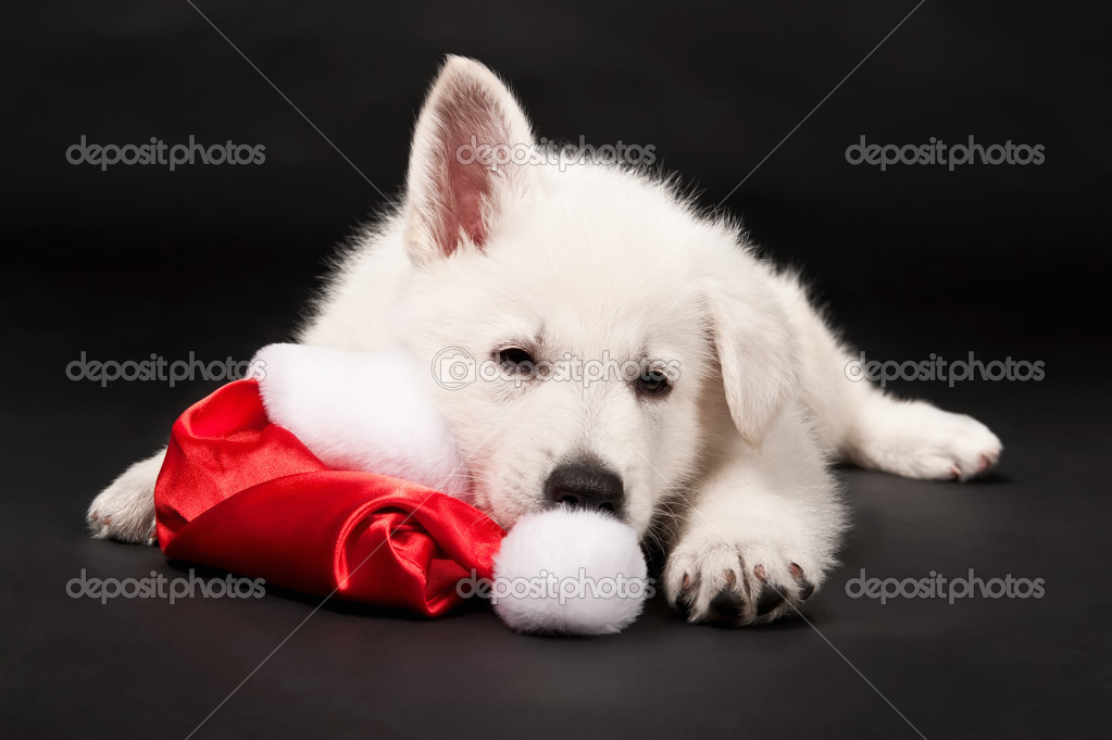 Photo Libre De Droit De Noir Et Blanc De Mouton Chien Sur La