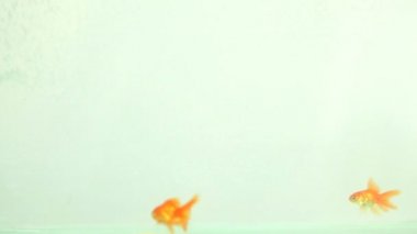 akvaryum akvaryum balığı