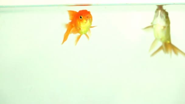 Dois peixes dourados comendo — Vídeo de Stock