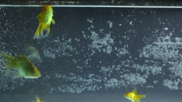 Золота рибка їсть в акваріумі — стокове відео