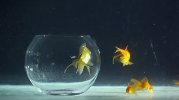 Goldfische — Stockvideo