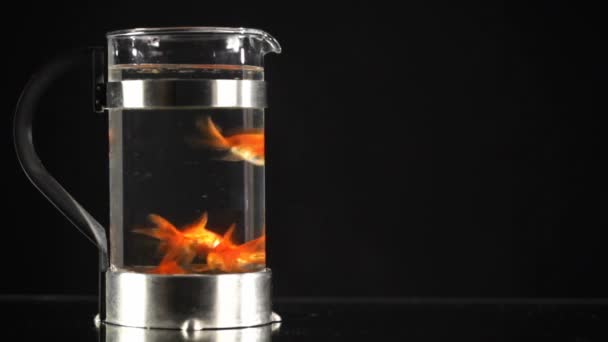 Fish in the french press, a hand presses the plunger on french press — Stock Video