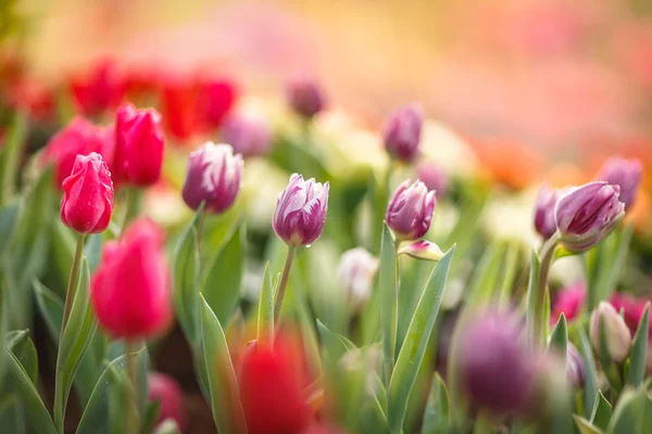 Vackra färgglada tulpaner i trädgården — Stockfoto