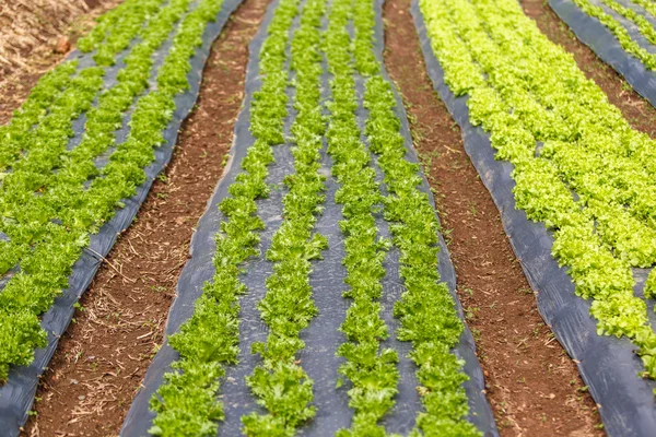 Gekrümmtes Bio-Gemüsefeld — Stockfoto
