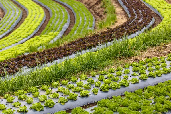 Gekrümmtes Bio-Gemüsefeld — Stockfoto