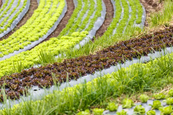 Curved organic vegetable field — Stock Photo, Image