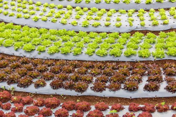 Curved organic vegetable field — Stock Photo, Image