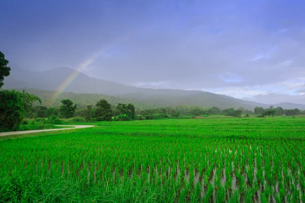 Campo de arroz jovem — Fotografia de Stock