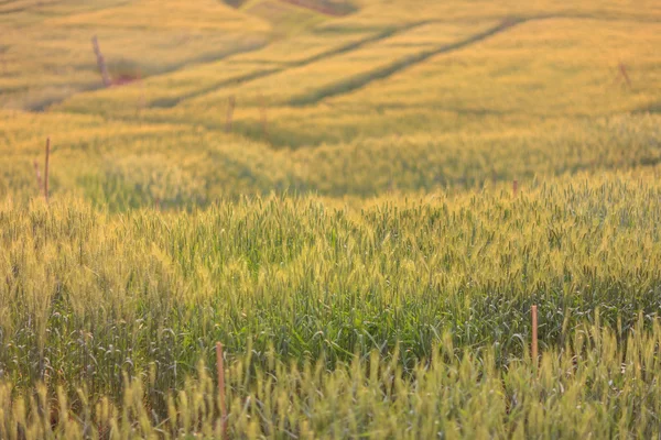 Golden barley field — Stock Photo, Image