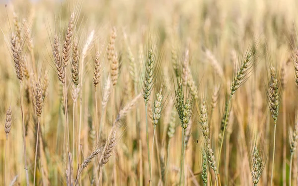 Gyllene kornfält — Stockfoto