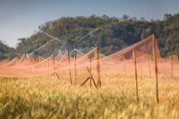 Bewässerung des goldenen Gerstenfeldes — Stockfoto