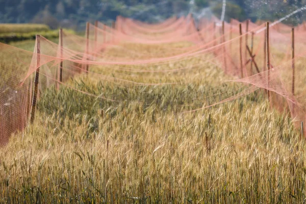 Vattning av gyllene korn fältet — Stockfoto