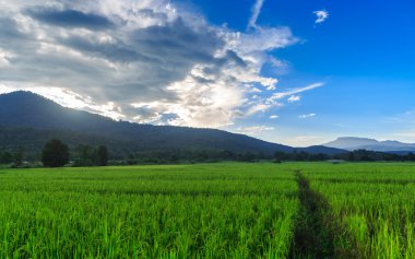 güzel şelale, chiang mai, Tayland