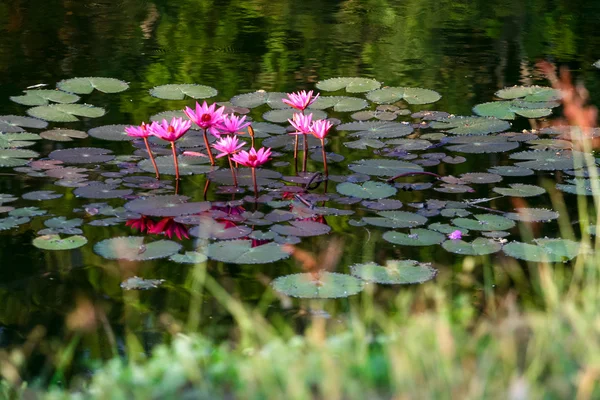 Rosa lotus på grönt vatten — Stockfoto