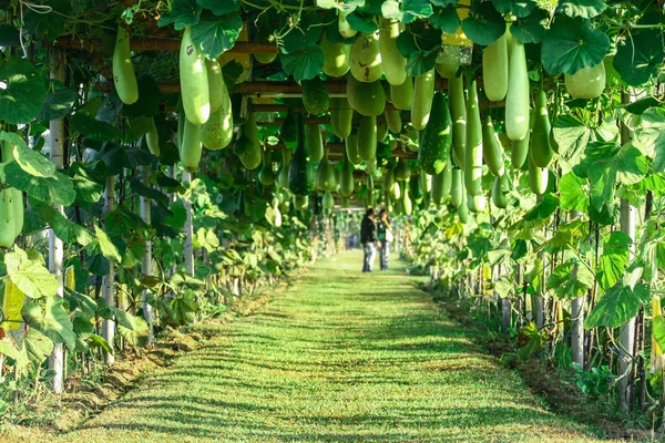 sebze bahçesinde balmumu kabak